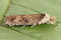 Image of Agonopterix heracliana Linnaeus 1758