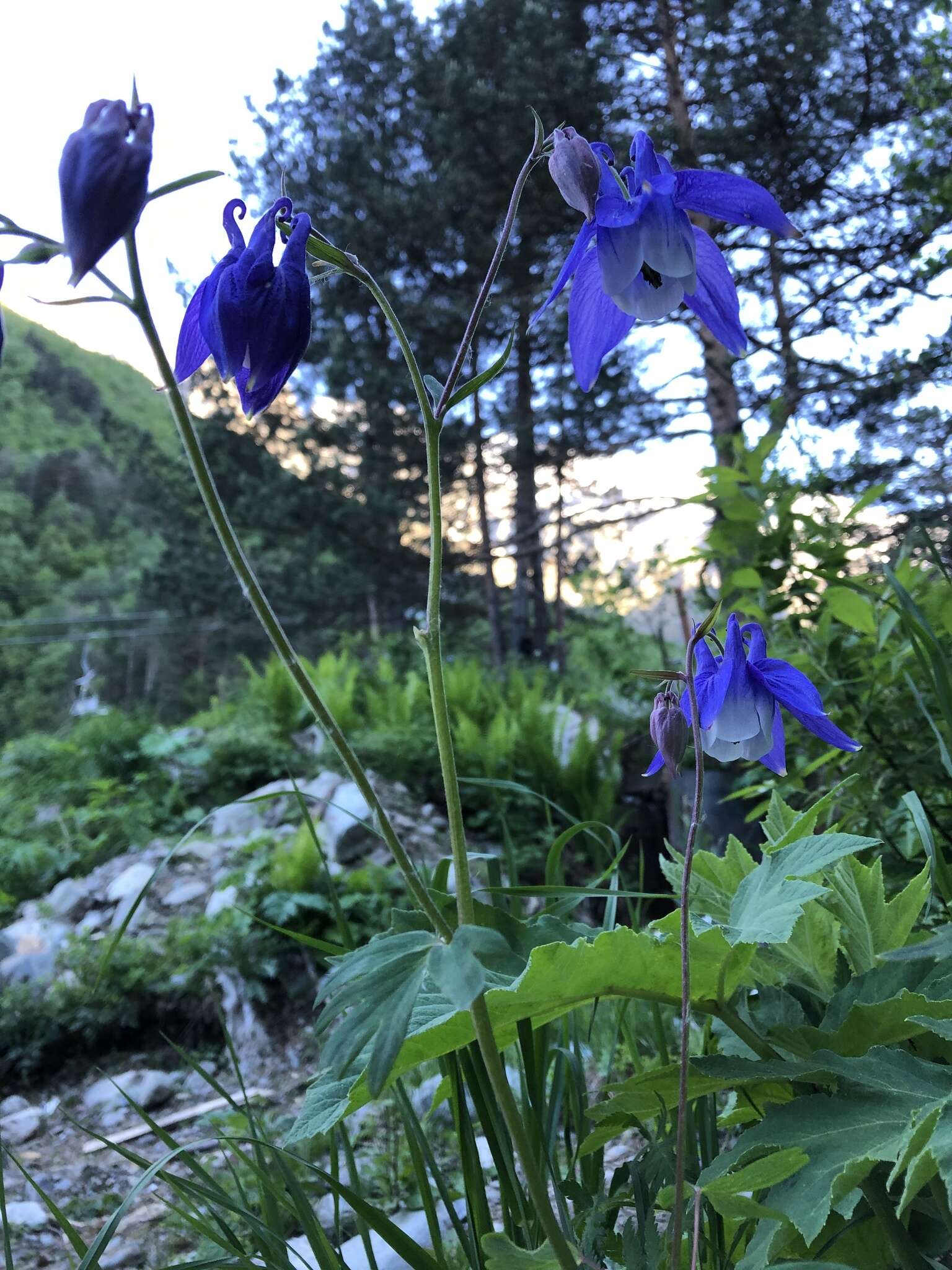 Image of Aquilegia olympica Boiss.