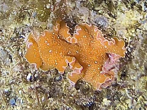 Image of Mediterranean orange polyclad worm