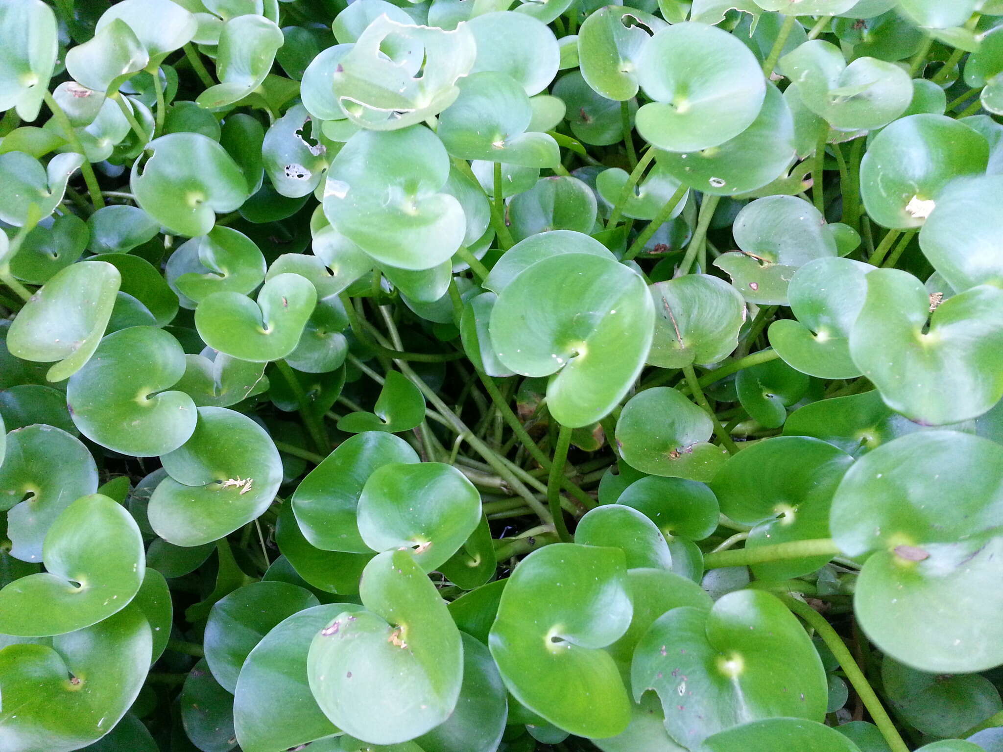 Image of kidneyleaf mudplantain