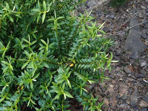 Image of Veronica subfulvida (G. Simpson & J. S. Thomson) Garn.-Jones