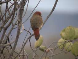 Image of Blue-eyed Ground Dove