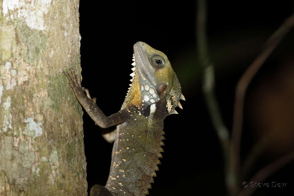 Image of Lophosaurus boydii (Macleay 1884)