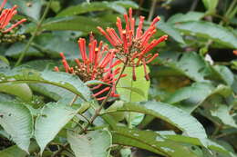 Image of Isertia coccinea (Aubl.) J. F. Gmel.