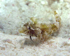 Image of High Hat Triplefin