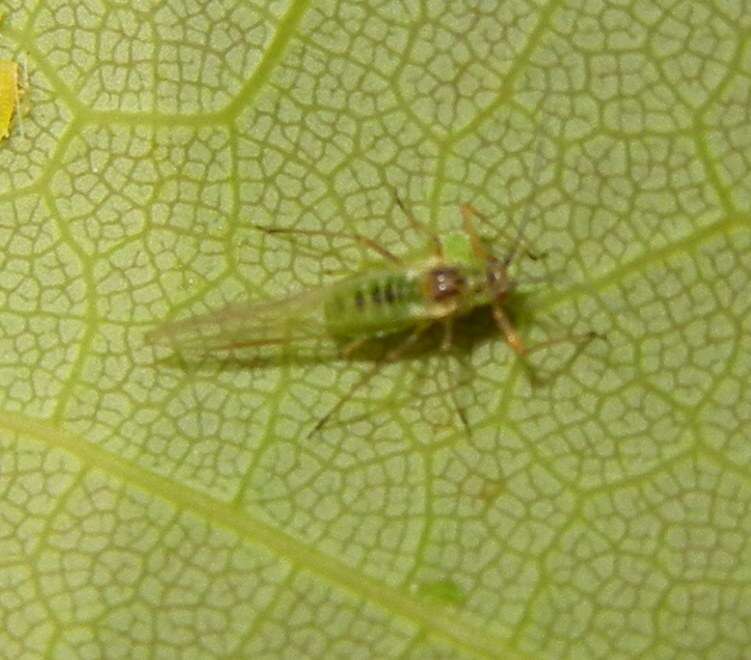 Image of Common sycamore aphid