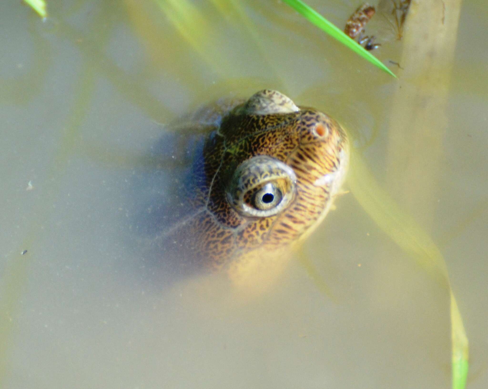 Image of Yellowbelly Mud Turtle