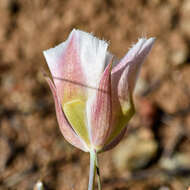 Calochortus coxii M. R. Godfrey & Callahan resmi