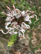 Image of Grevillea buxifolia (Sm.) R. Br.