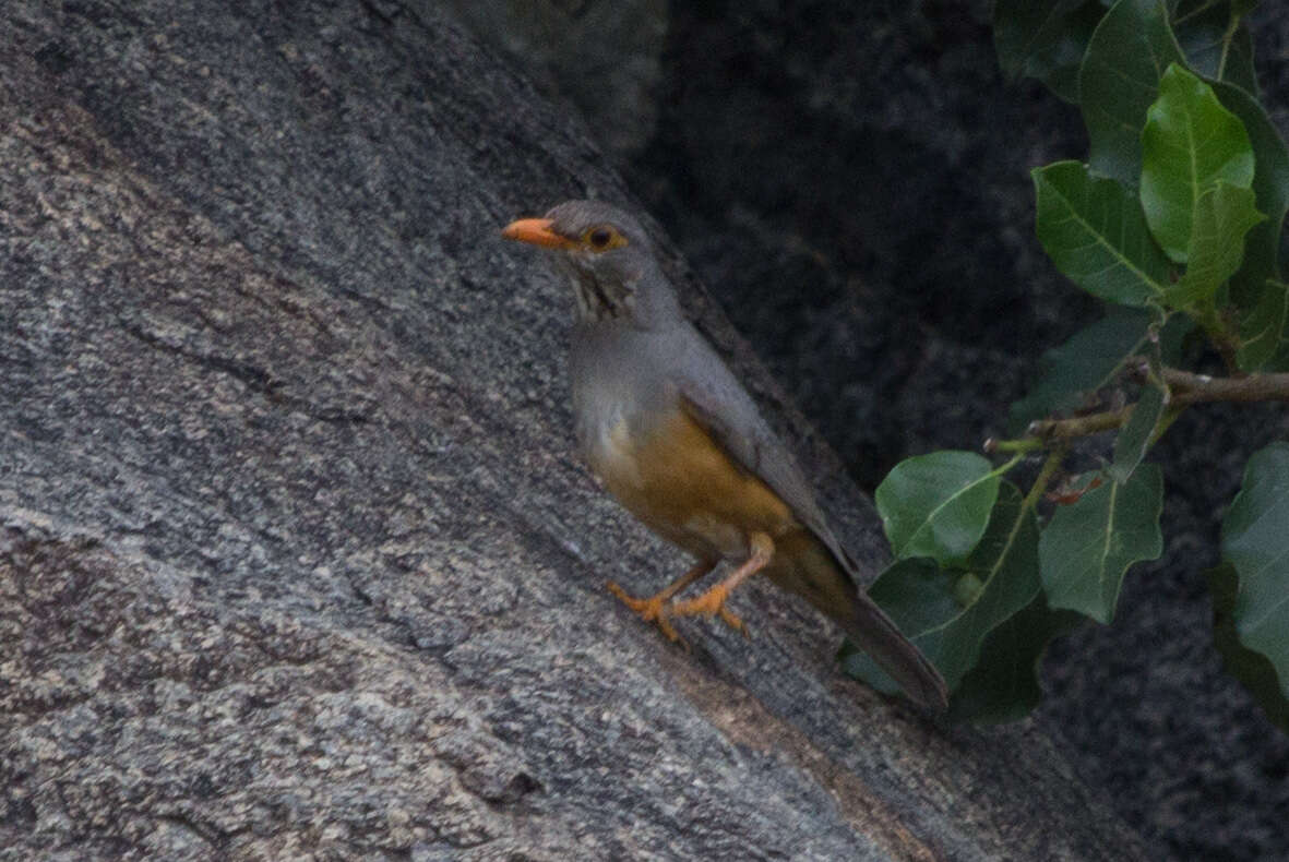 Image of African Bare-eyed Thrush