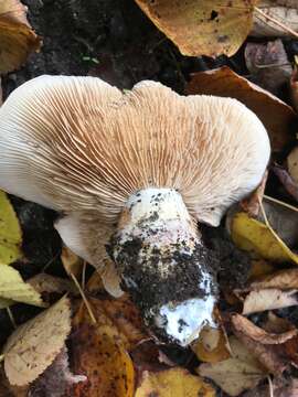 Image of Cortinarius balteatocumatilis Rob. Henry ex P. D. Orton 1960