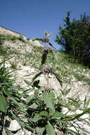 Слика од Marrubium catariifolium Desr.