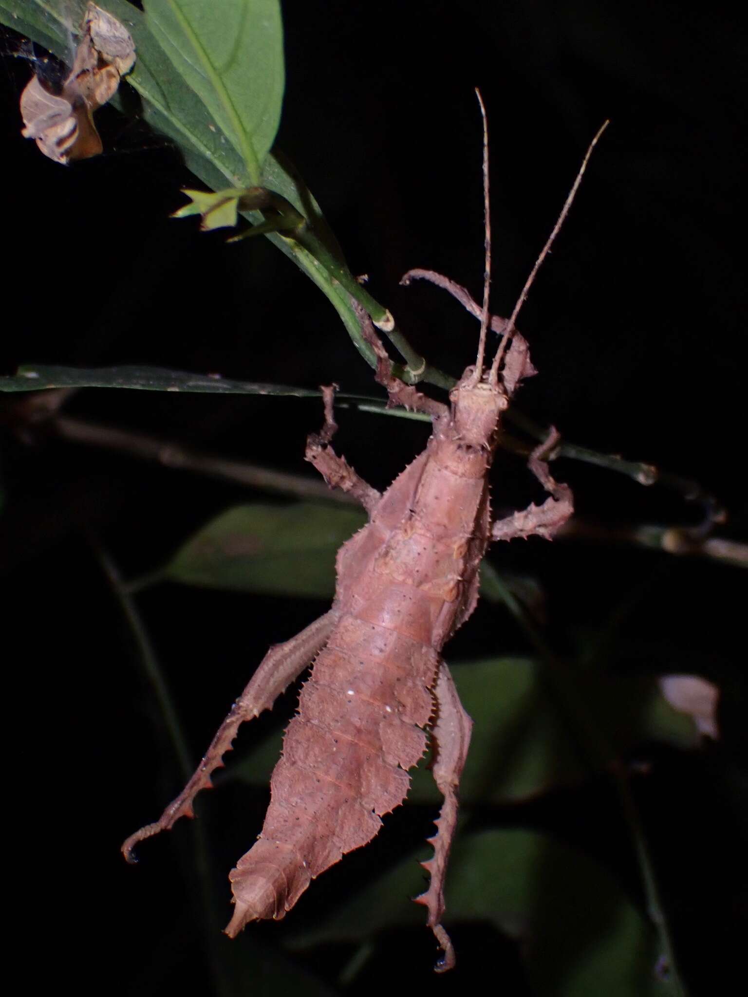 Image of Heteropteryx