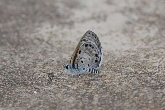 Image of African babul blue