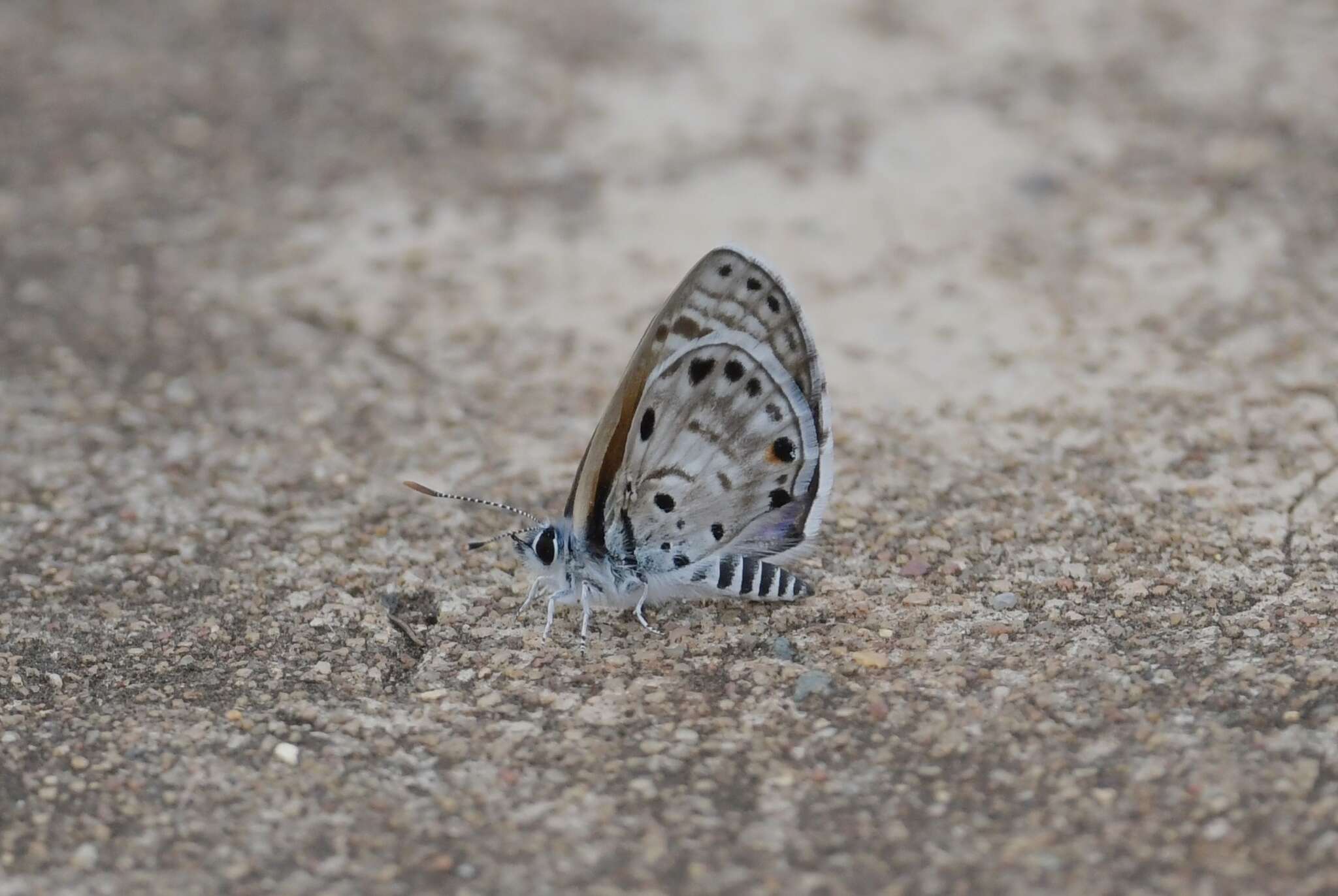 Image of African babul blue