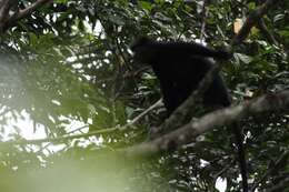 Image of Greater Spot-nosed Guenon