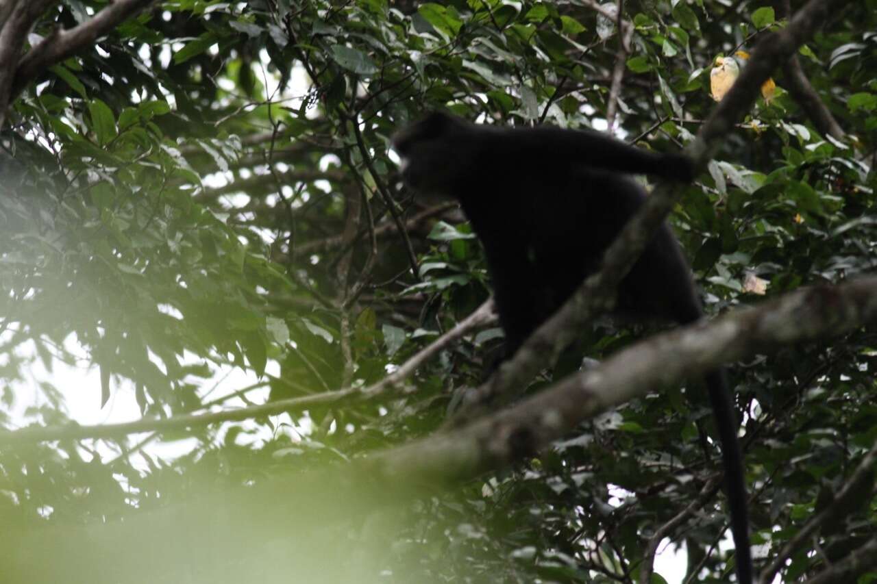 Image of Greater Spot-nosed Guenon