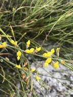 Image of Lebeckia contaminata (L.) Thunb.