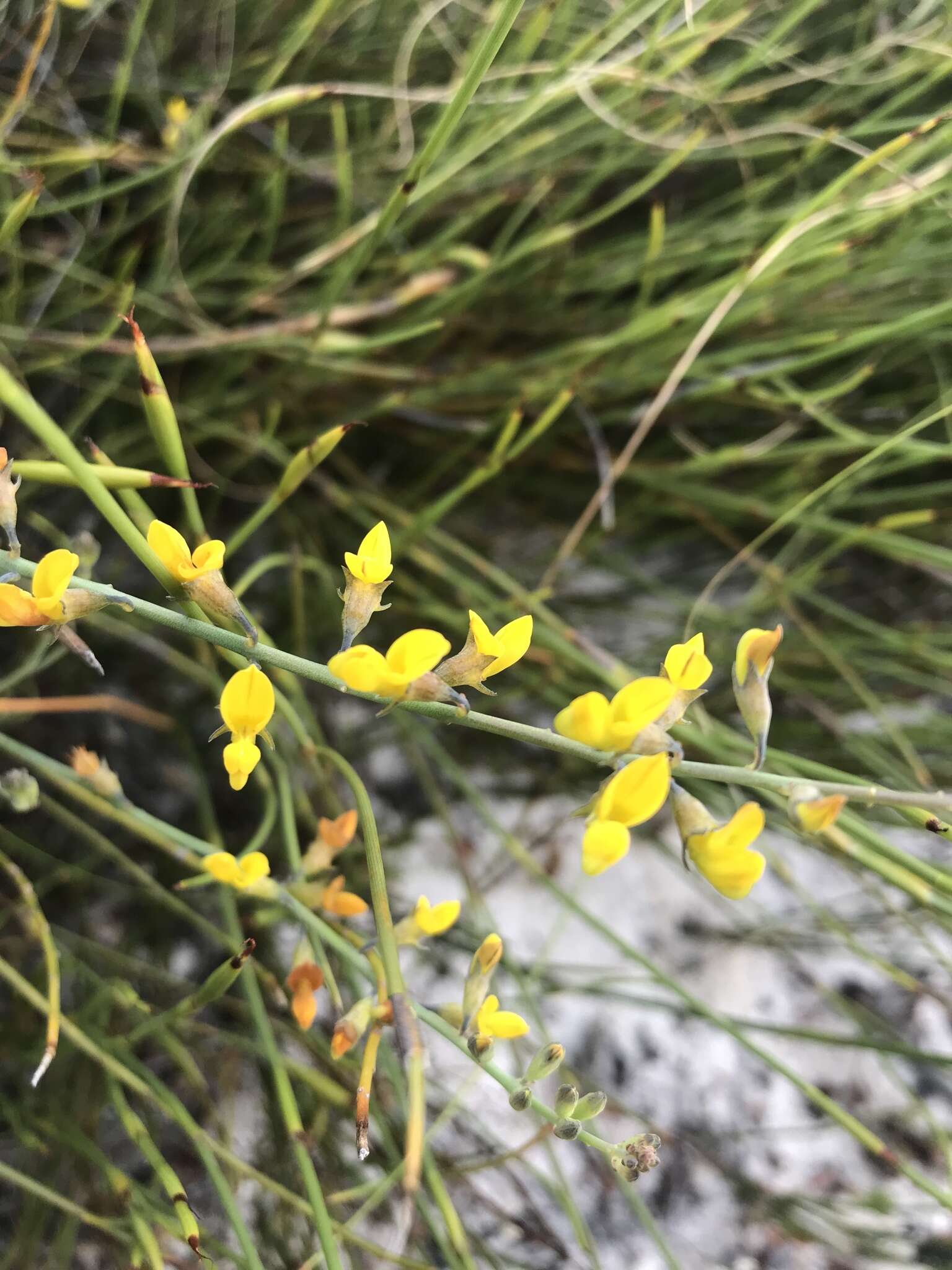 Image of Lebeckia contaminata (L.) Thunb.