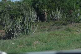 Euphorbia caerulescens Haw. resmi