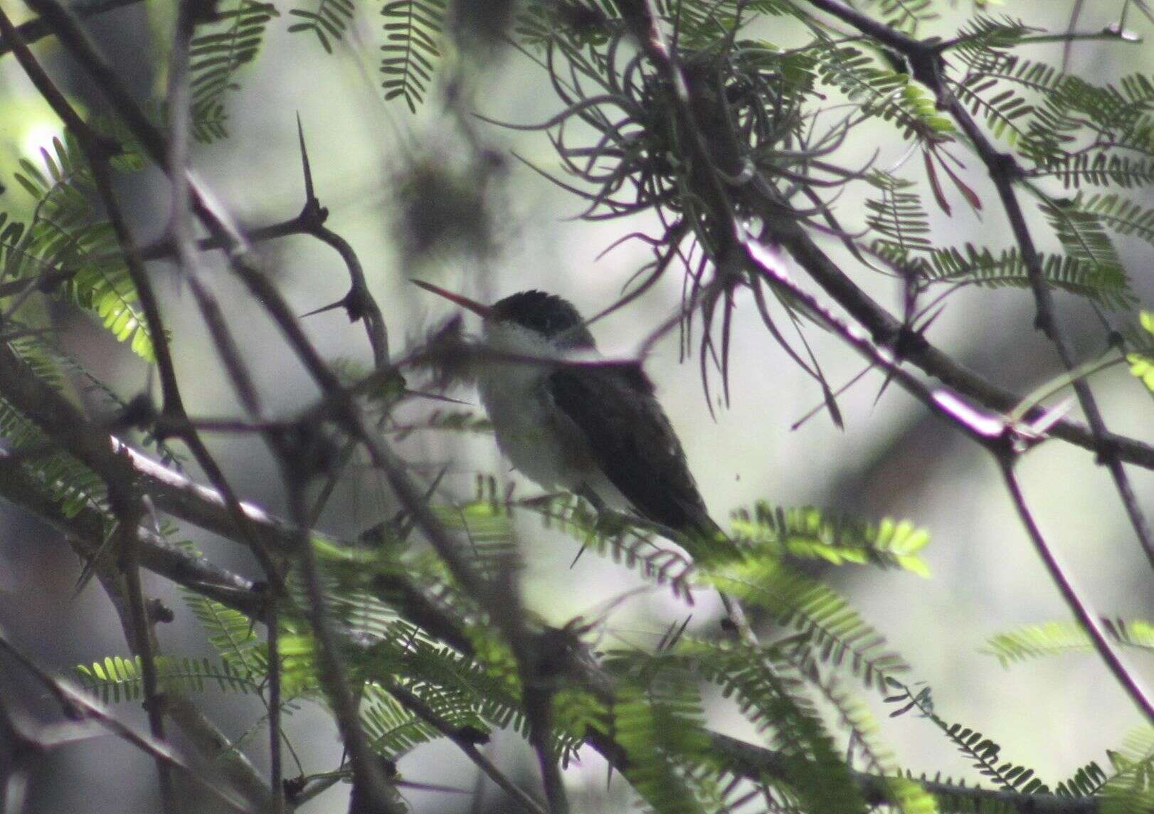 Plancia ëd Leucolia violiceps (Gould 1859)