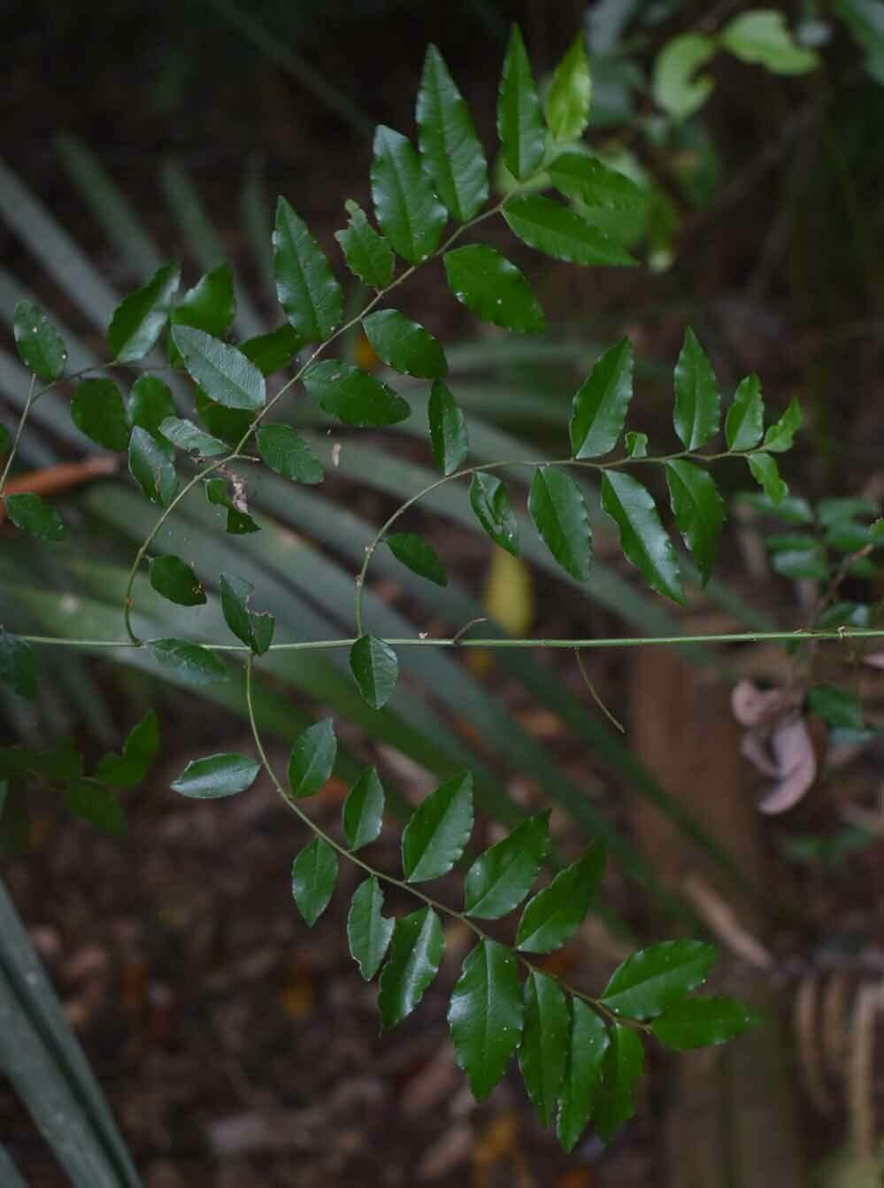 Image de Berchemia ecorollata F. Müll.