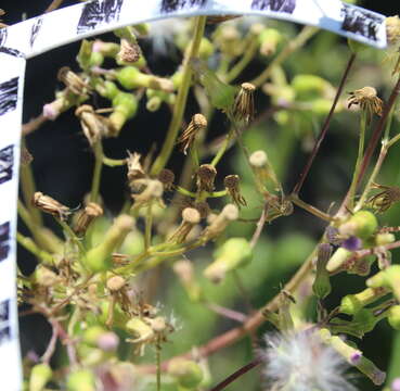 Image of tropical burnweed