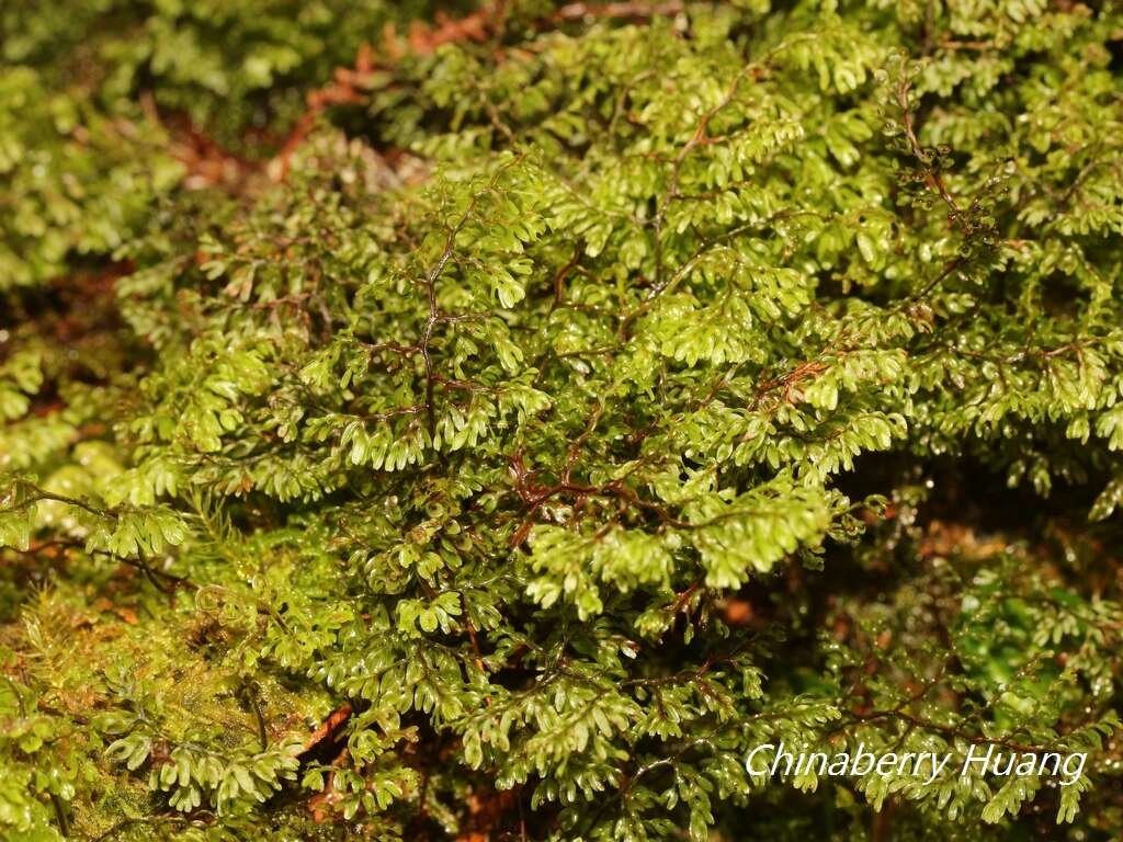 Image of Hymenophyllum paniculiflorum Presl