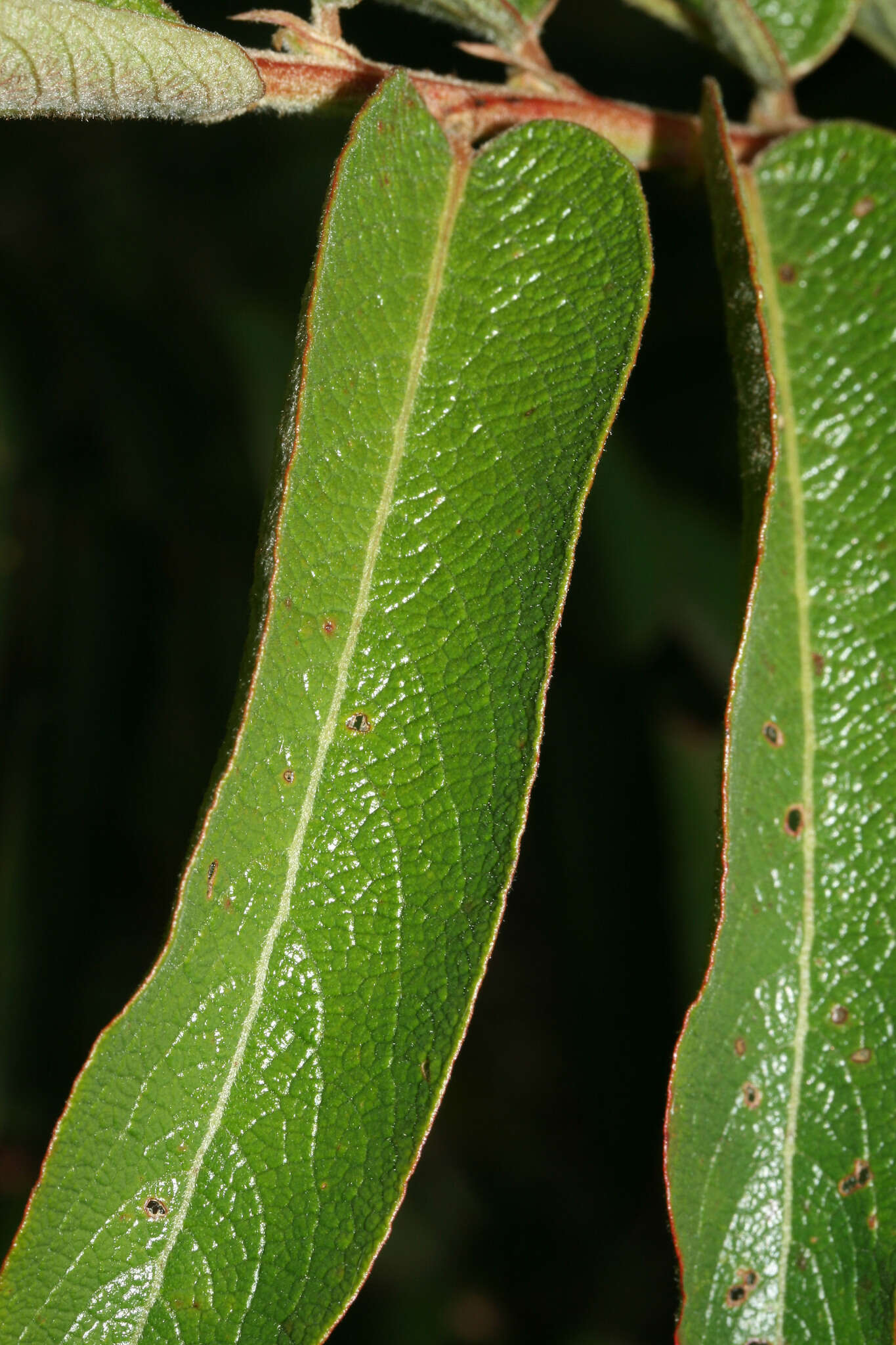 صورة Phyllanthus salviifolius Kunth