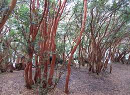 Imagem de Luma apiculata (A. P. de Candolle) Burret