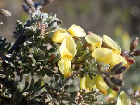 Image of Wiborgia sericea Thunb.