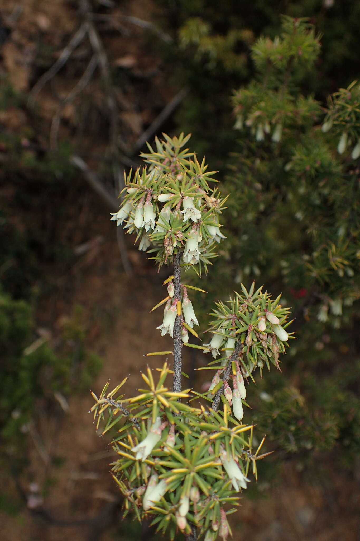 Imagem de Leptecophylla divaricata (Hook. fil.) C. M. Weiller