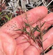 Image of Rough Rosette Grass