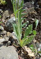 Image of Papaver laevigatum M. Bieb.