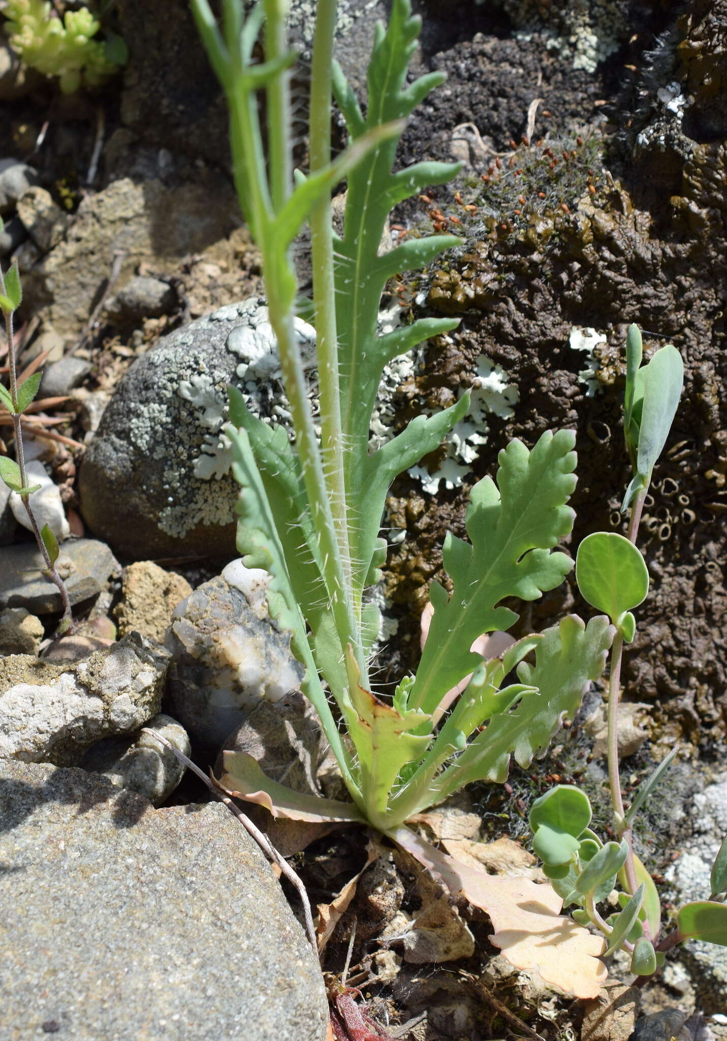 Image of Papaver laevigatum M. Bieb.