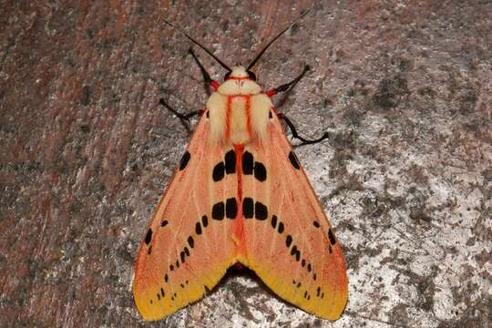 Image of Spilosoma ericsoni Semper 1899