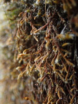 صورة Pseudobraunia californica Brotherus 1905