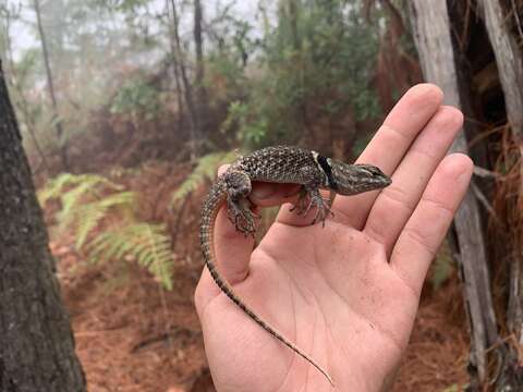 Image of Buller's Spiny Lizard