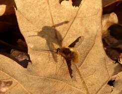 Image of Large bee-fly