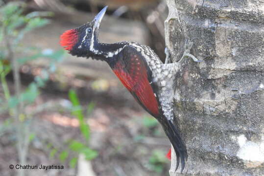 Image of Lesser Crimson-backed Flameback