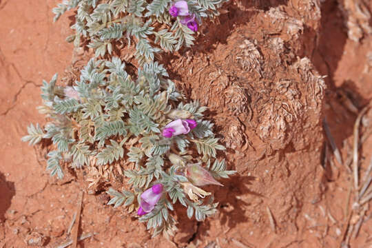 Plancia ëd Oxytropis oreophila var. juniperina S. L. Welsh