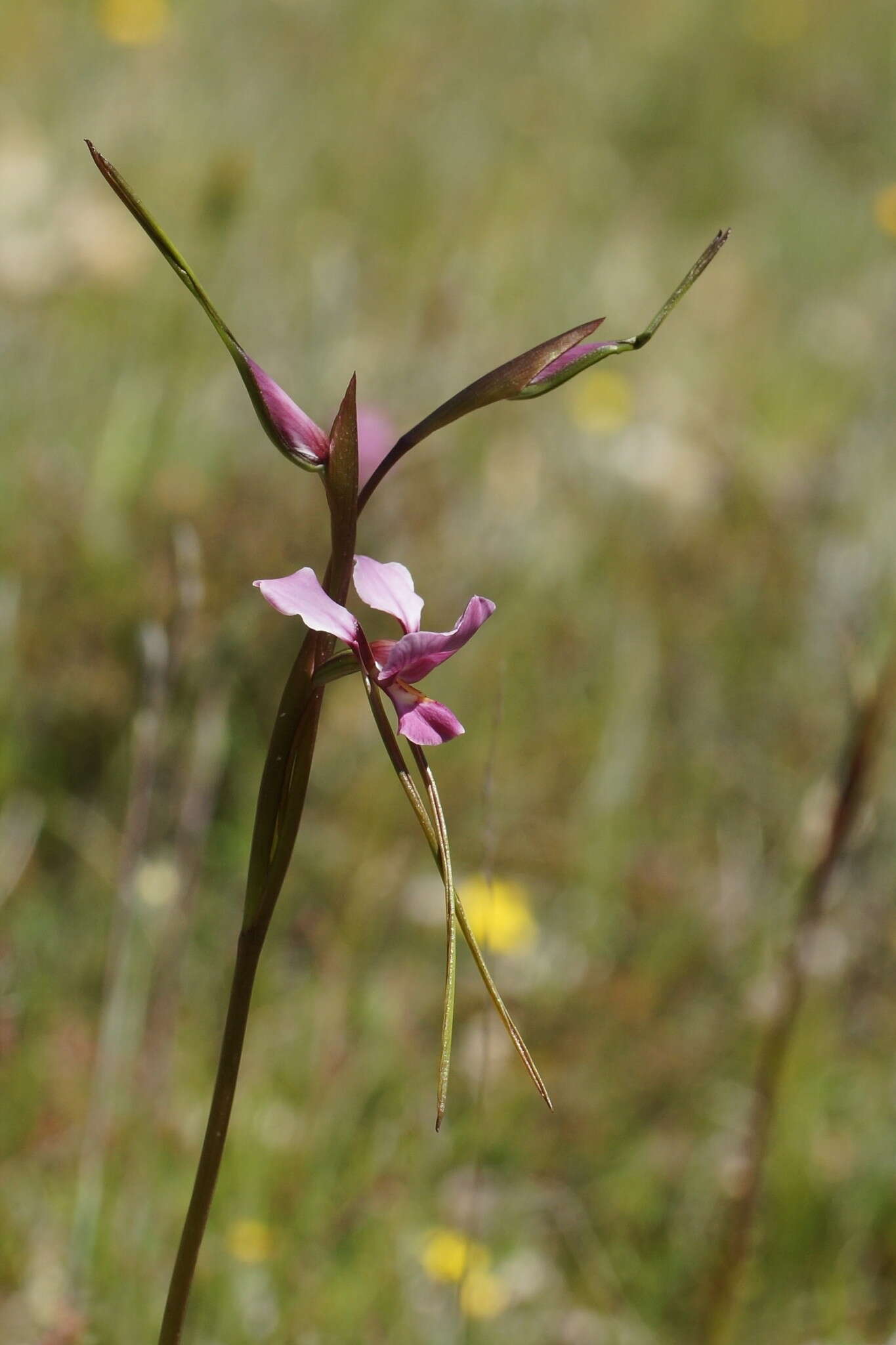 Image of Diuris punctata var. punctata