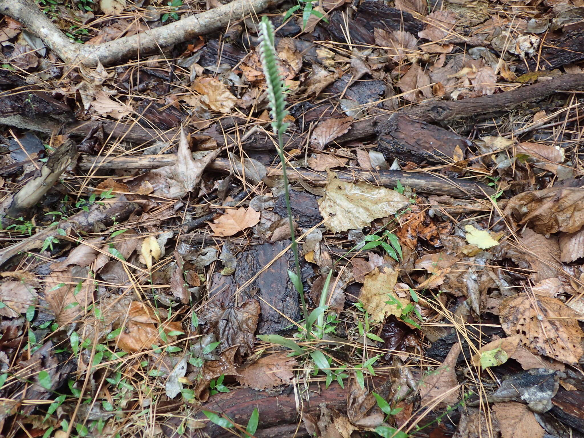 Image of October lady's tresses