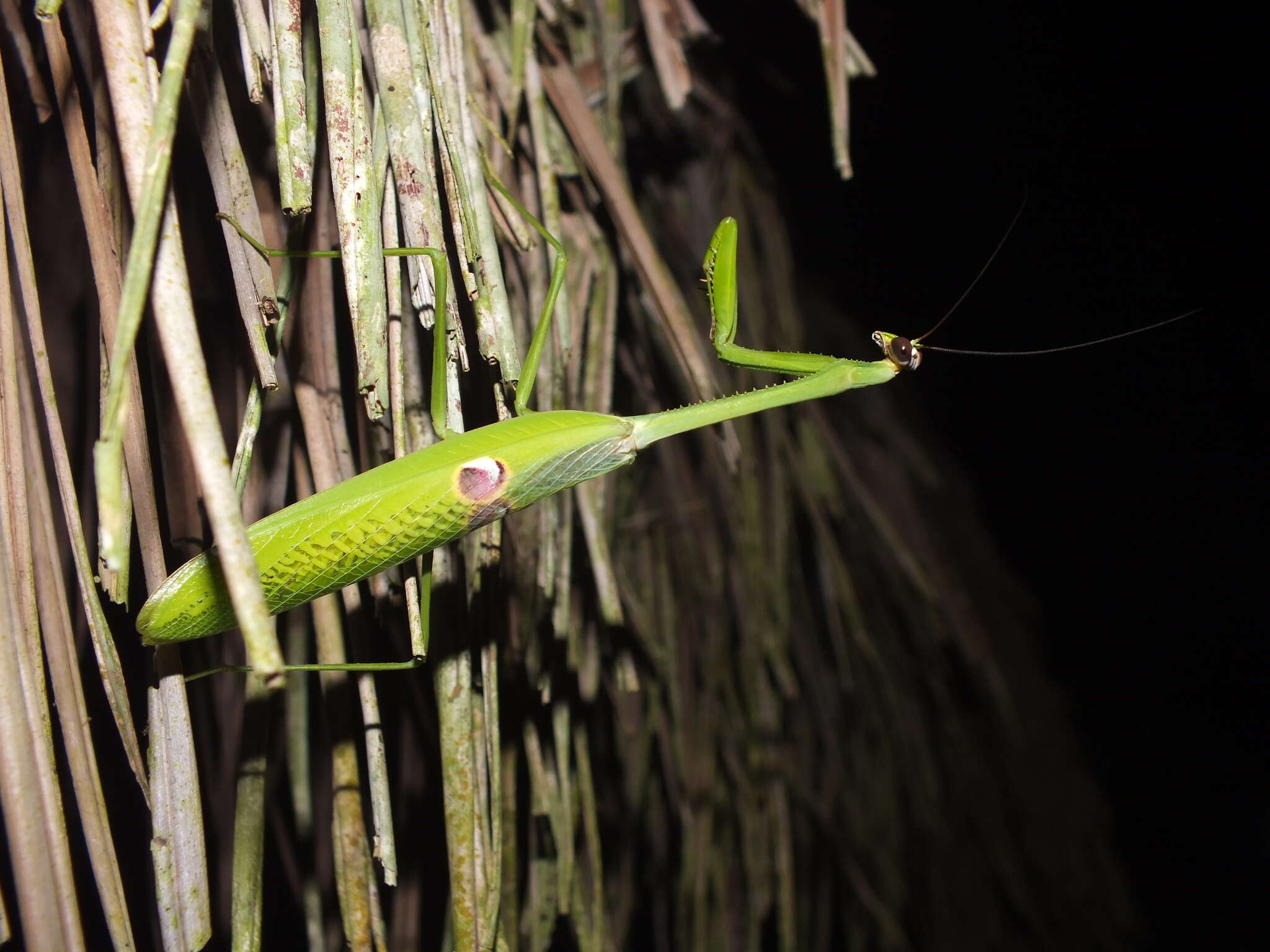 Image of Stagmatoptera binotata Scudder 1869