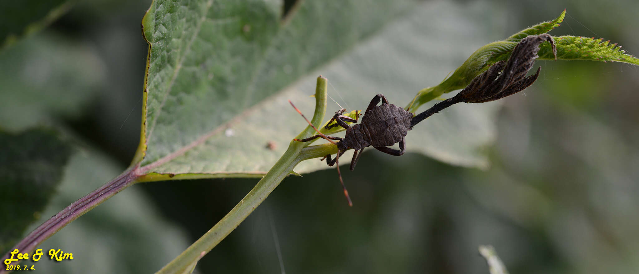 صورة Molipteryx fuliginosa (Uhler 1860)