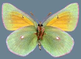 <i>Colias <i>meadii</i></i> meadii resmi