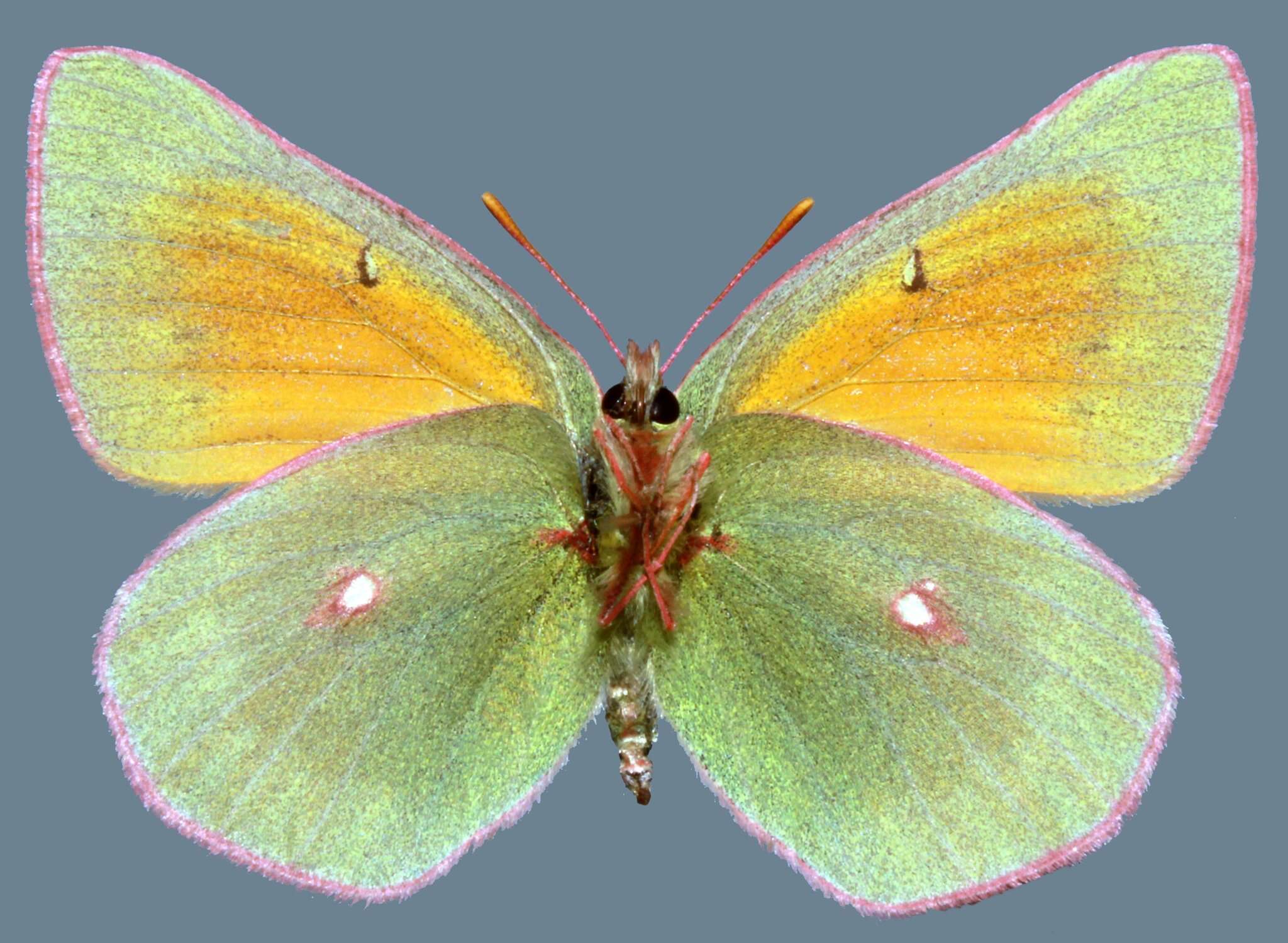 Image of <i>Colias <i>meadii</i></i> meadii