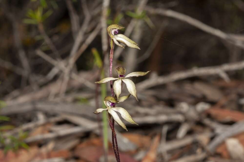 Caladenia atrata D. L. Jones的圖片