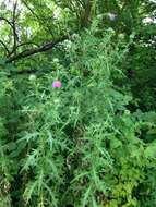 Image of Spear Thistle