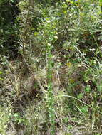 Image of Hairy St. John's-Wort